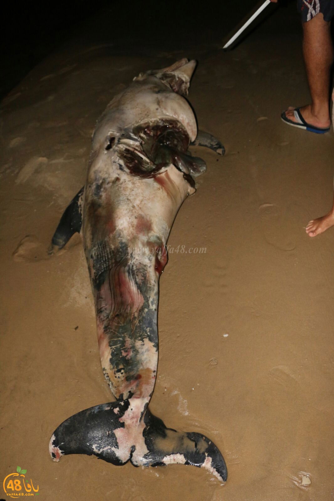 Ma3had dolphine (13).jpg